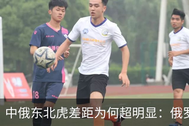 中俄东北虎差距为何超明显：俄罗斯750只，中国的数量令人意外！