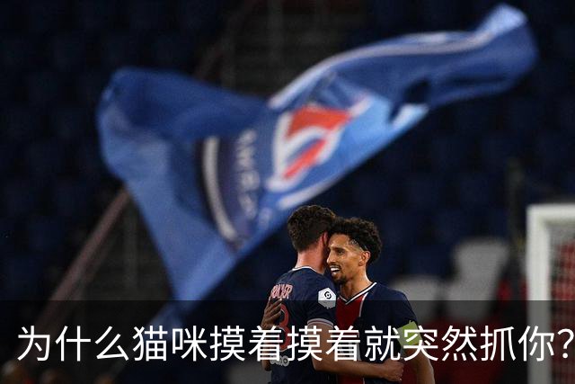 为什么猫咪摸着摸着就突然抓你？是它脾气坏吗？