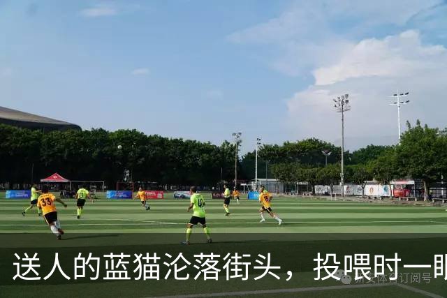 送人的蓝猫沦落街头，投喂时一眼认出含泪扑怀，朋友：热天掉毛扔